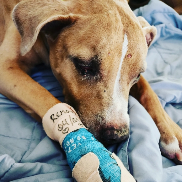 Clothes, jewelry, NWT purses, makeup, literally have to sell everything I own - Picture 6 of 16